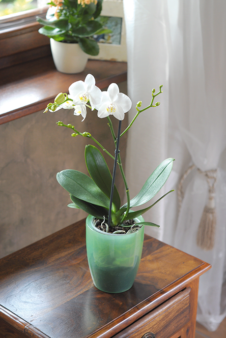 Pflanzschale orchidee GUSCIO Fiori Vaso Coubi Herbal 